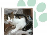 À adopter, chat gris et blanc