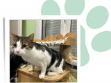 À adopter, chat gris et blanc
