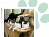 À adopter, chat gris et blanc
