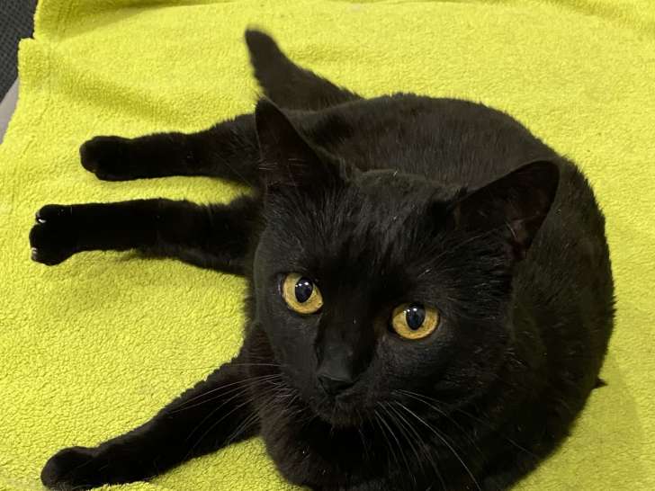 Disponible à l'adoption, chatte noire