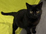 Disponible à l'adoption, chatte noire