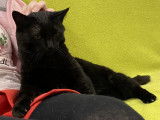 Disponible à l'adoption, chatte noire