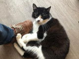 Prêt pour l’adoption, chat noir et blanc