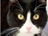 À adopter : chat d’un an