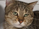 Disponible à l'adoption : chat tigré gris