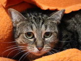 À accueillir : chatte de 5 ans