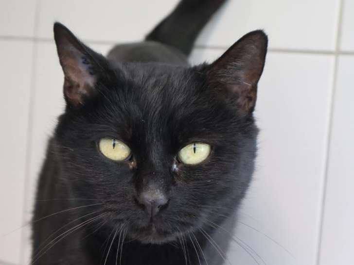 Prêt pour l'adoption : chat noir