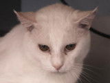 Cherchant un foyer : chat au pelage blanc