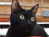 Chatte noire cherchant une famille