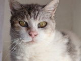 Chat gris et blanc en quête d'un foyer