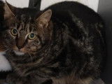 Chaton tigré gris recherchant une famille