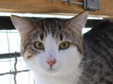 Chaton mâle tigré blanc à adopter