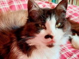 Chatte de 8 ans à accueillir