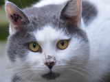 Prêt pour l'adoption, chat âgé de 3 ans