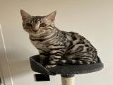 Mâle Bengal disponible pour saillie
