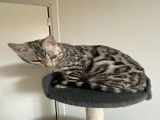 Mâle Bengal disponible pour saillie