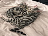Mâle Bengal disponible pour saillie