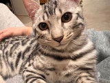 Mâle Bengal disponible pour saillie