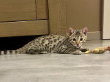 Chaton Bengal LOOF à vendre