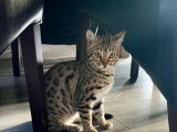 Chaton Bengal LOOF à vendre