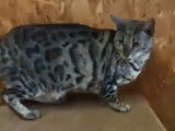 Chat Bengal avec pedigree LOOF à vendre