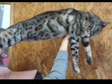 Chat Bengal avec pedigree LOOF à vendre