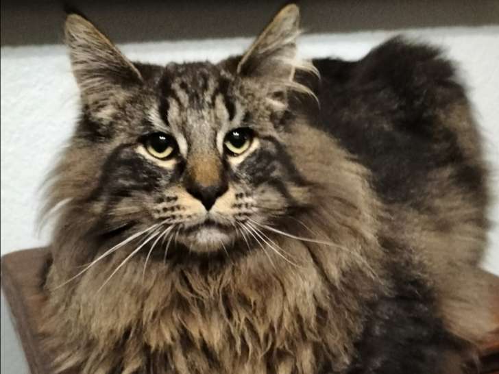 Magnifique mâle Norvégien LOOF disponible pour saillie