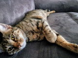 Recherche chat mâle pour saillie