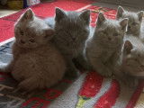 Chatons British shortair Lilac