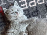 Chatons British shortair Lilac