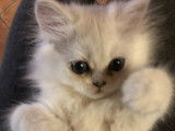 Chatons Persan LOOF à vendre