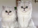 Chatons Persan LOOF à vendre