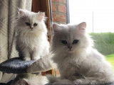 Chatons Persan LOOF à vendre