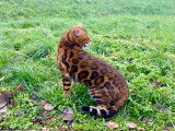 Mâle Bengal disponible pour saillie