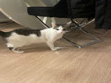 Chatte disponible pour saillie