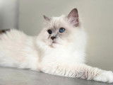 Un chat Ragdoll LOOF lilas disponible à la saillie