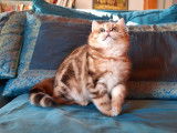 2 chatons British Shorthairs LOOF au pelage noir doré à vendre