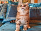 2 chatons British Shorthairs LOOF au pelage noir doré à vendre