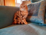 2 chatons British Shorthairs LOOF au pelage noir doré à vendre