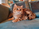 2 chatons British Shorthairs LOOF au pelage noir doré à vendre