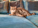 2 chatons British Shorthairs LOOF au pelage noir doré à vendre