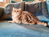 2 chatons British Shorthairs LOOF au pelage noir doré à vendre