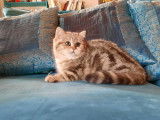 2 chatons British Shorthairs LOOF au pelage noir doré à vendre