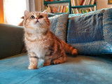 2 chatons British Shorthairs LOOF au pelage noir doré à vendre
