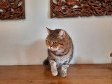 2 chatons British Shorthairs LOOF au pelage noir doré à vendre