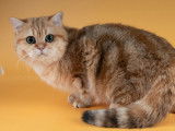 2 chatons British Shorthairs LOOF au pelage noir doré à vendre