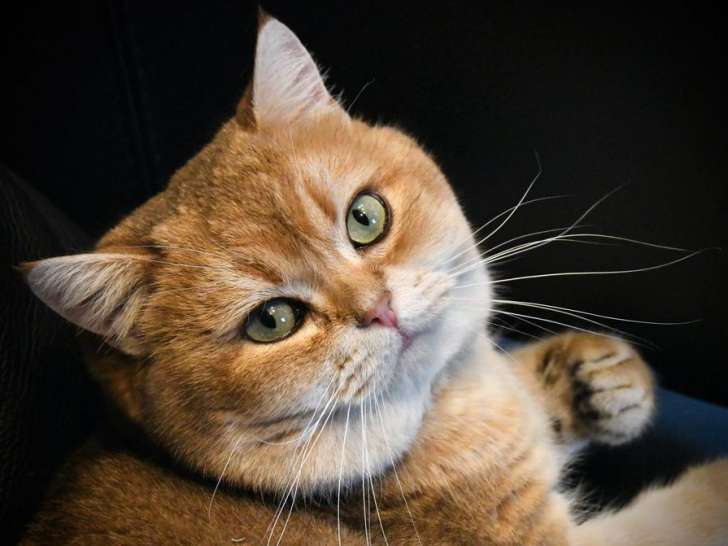 Disponible à la saillie : chat British Shorthair LOOF de 5 ans