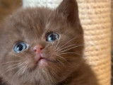 &Agrave; r&eacute;server, une chatonne British Shorthair LOOF cinnamon