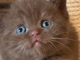 &Agrave; r&eacute;server, une chatonne British Shorthair LOOF cinnamon