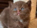 &Agrave; r&eacute;server, une chatonne British Shorthair LOOF cinnamon